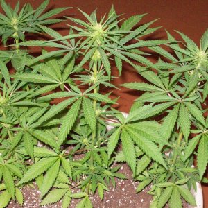 PURPLE ZACATECAS 6 weeks from seed 11 light 010.JPG