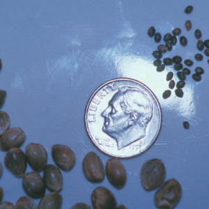 Seed-size-variation-in-cannabis-Seeds-at-right-are-a-feral-plant-in-Kashmir-800.png