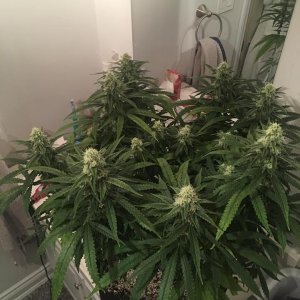 good pheno day 31 flower 1.jpg