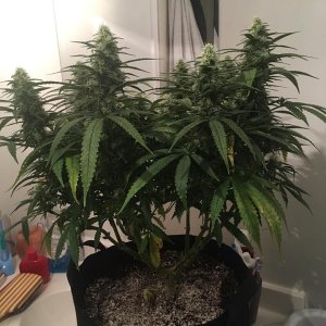 good pheno day 31 flower 2.jpg