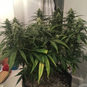 good pheno day 31 flower 3.jpg