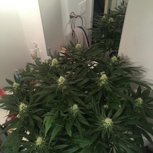 meh pheno day 31 flower 1.jpg