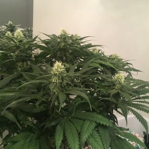 meh pheno day 31 flower 2.jpg