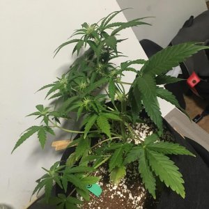 GSC#1 day 38 1.jpg