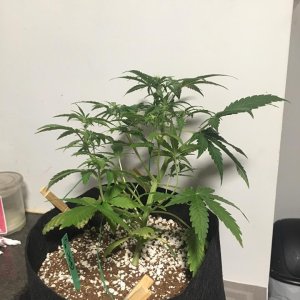 GSC#1 day 38 2.jpg