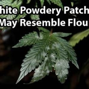 white-powdery-mildew.jpg