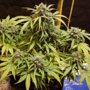 White Widow 3 day 36f.jpg