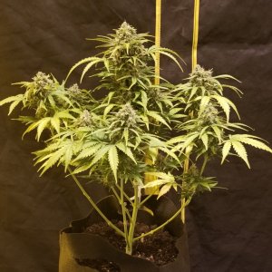 White Widow 3 front day 36f.jpg