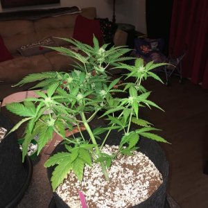 white widow day 43 1.jpg