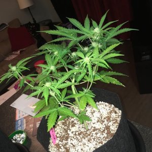 white widow day 43 2.jpg