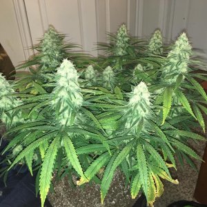 good pheno day 37 1.jpg