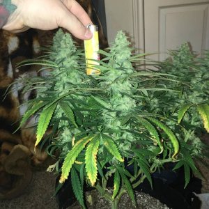 good pheno day 37 2.jpg