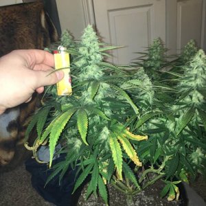 good pheno day 37 3.jpg