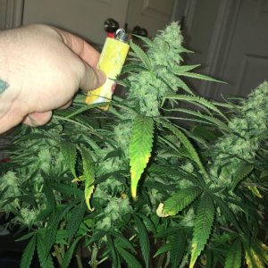 good pheno day 37 5.jpg