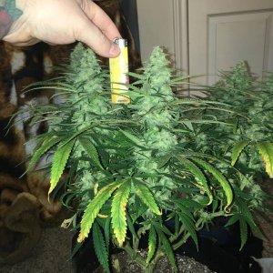 good pheno day 37 6.jpg