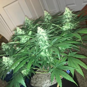 meh pheno day 37 1.jpg