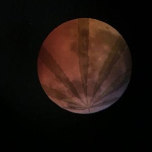 Canna-in-the-moon.jpg