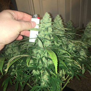 meh pheno day 45 4.jpg