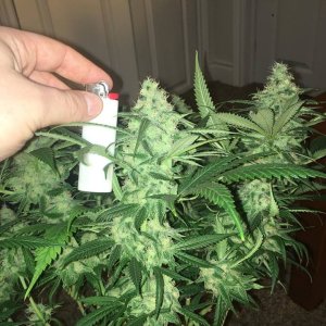 good pheno day 45 1.jpg