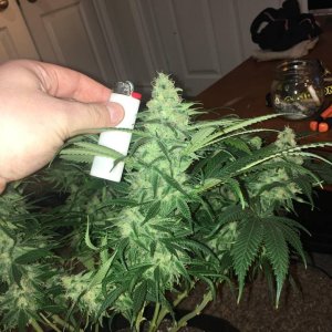 good pheno day 45 2.jpg