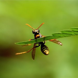 Yellow Jacket on Cannabis Leaf-2.JPG