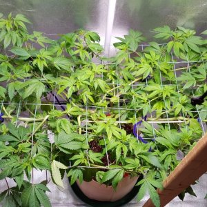 AB clone1 in tent.jpg