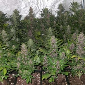 sog-grow-cannabis-sea-of-green-method.jpg