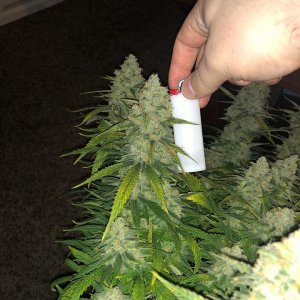 meh pheno pre harvest 1.jpg