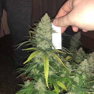 meh pheno pre harvest 4.jpg