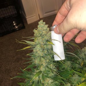 meh pheno pre harvest 5.jpg