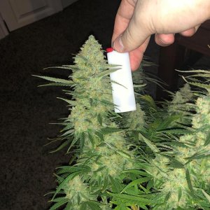 meh pheno pre harvest 6.jpg