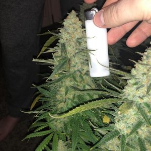 meh pheno pre harvest 7.jpg