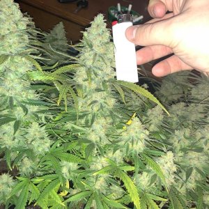 meh pheno pre harvest 8.jpg