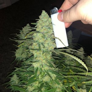 meh pheno pre harvest.jpg