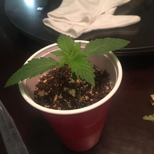 bubba kush day 12.jpg