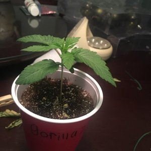 gorilla zkittlez day 12 2.jpg