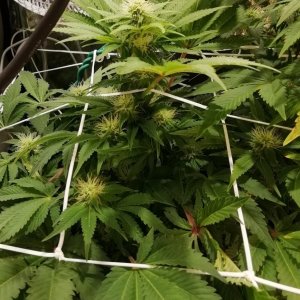 White Widow Day 22 Flowering.jpg