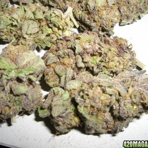 Amazing Purps