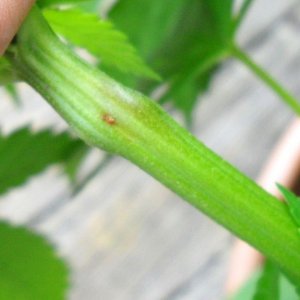 Woodsman Outdoors - Stem Borer Problems