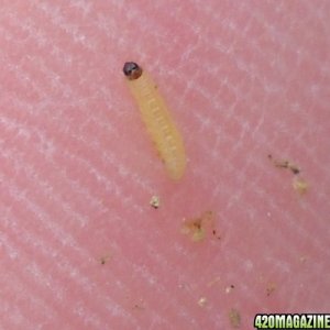 Woodsman Outdoors - Stem Borer Problems