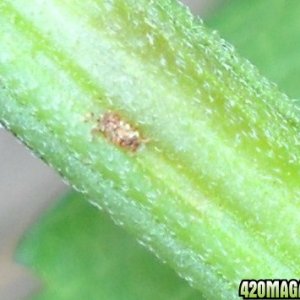 Woodsman Outdoors - Stem Borer Problems