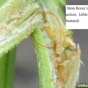 Woodsman Outdoors - Stem Borer Problems