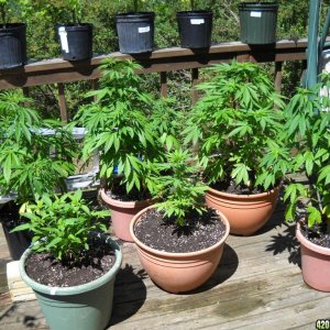 Woodsman Outdoors - 6-30 Larger plants