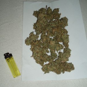 Amnesia Lemon