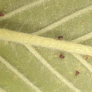 spider mites.jpg