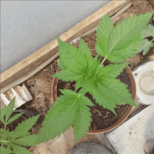 Blueberry growth.gif