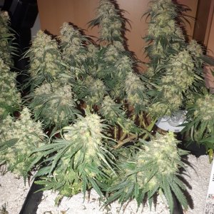 Northern Lights - Royal Queen Seeds.jpg