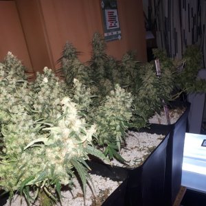 White Widow - Sensi Seeds.jpg