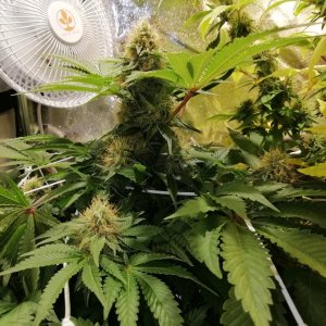 White Widow Day 38 Flowering.jpg