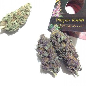 Purple Kush CK.JPG